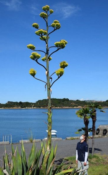 リュウゼツラン　アガベ　花　どこ